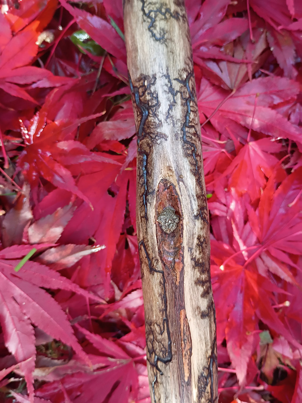 Elemental Energies Broom