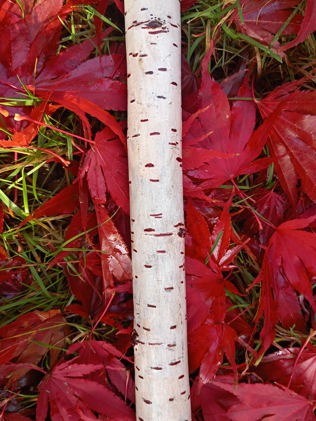 Lover’s Knot Broom