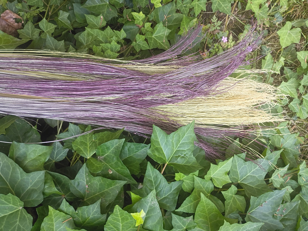Close up of natural and purple hand dyed broomcorn, laid outside on a bed of green ivy leaves.