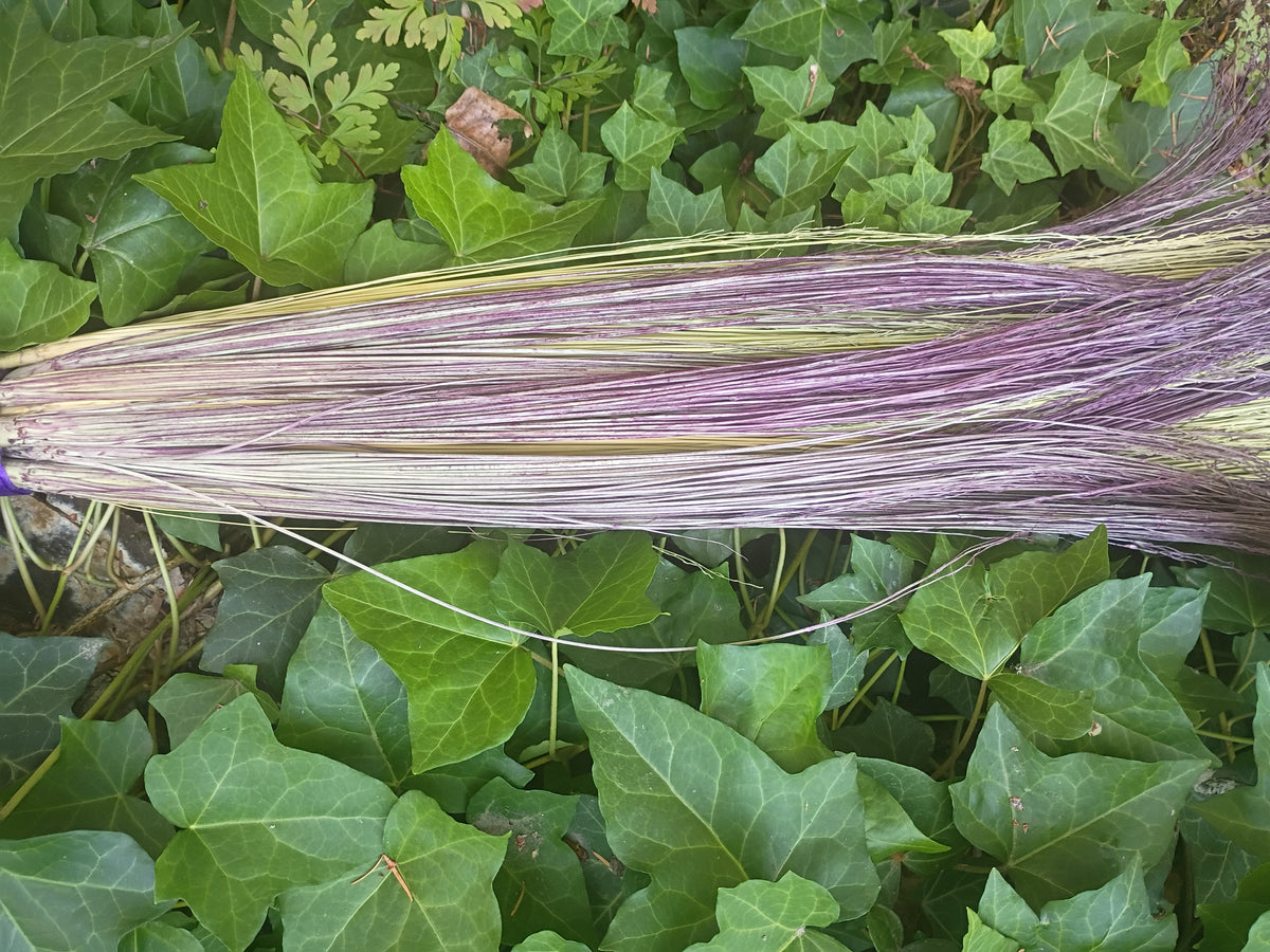 A close-up of natural and purple hand dyed broomcorn laid across dense green ivy foliage outdoors.