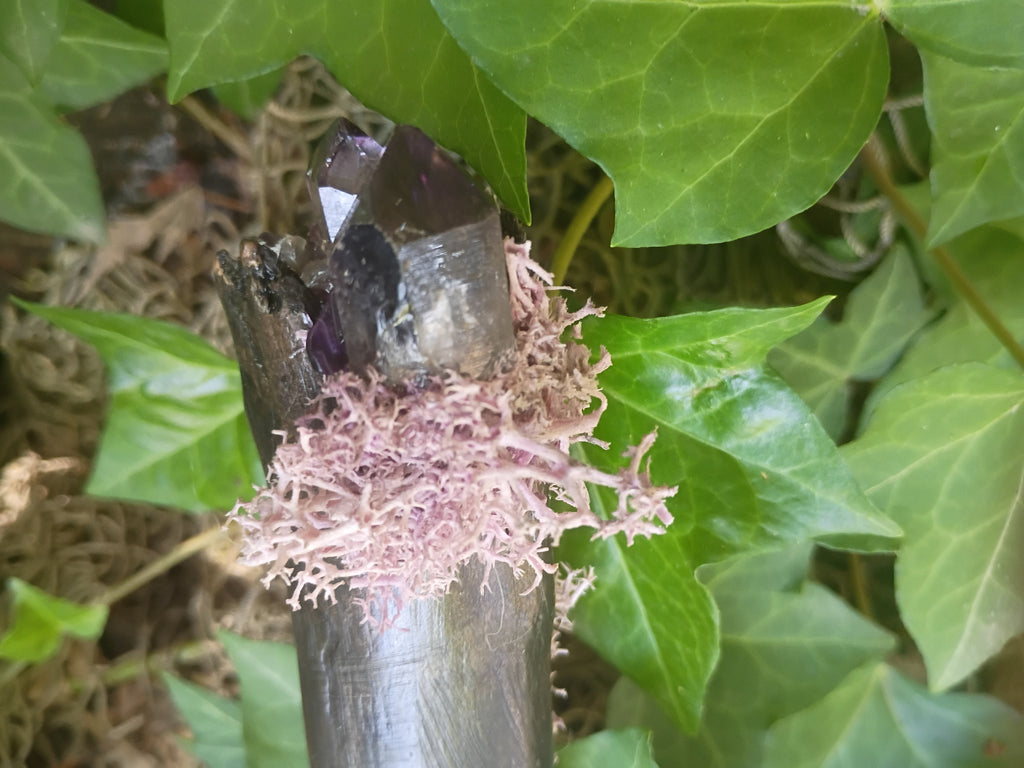 A close-up of large amethyst polished stone with a natural amethyst crystal cluster and surrounded by pale purple lichen, set against green ivy leaves outdoors.