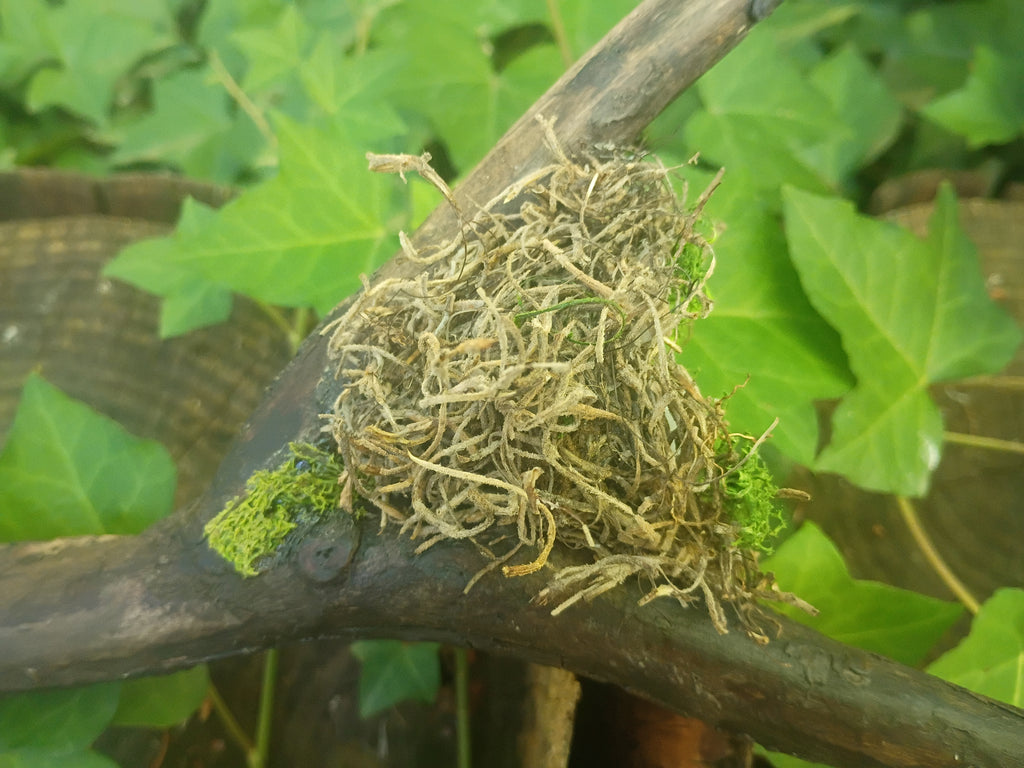 Life Renewal Forked Broom